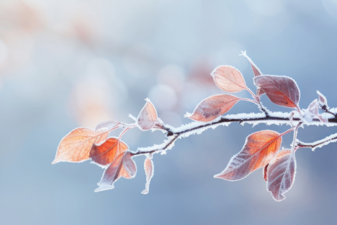 frozen branches