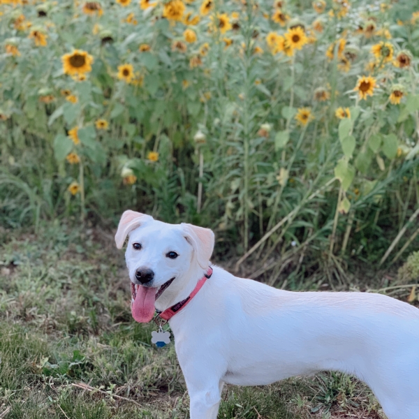 Dog with sunflowers